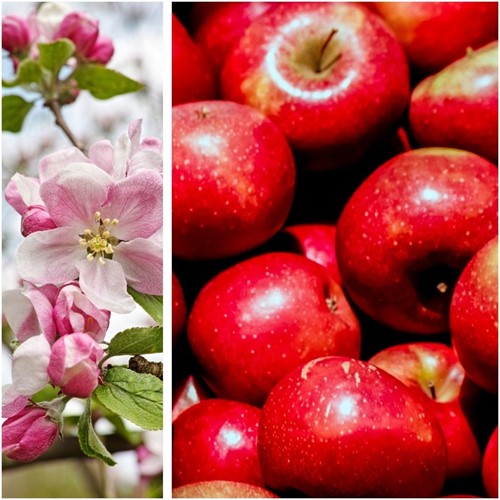 Malus Gala – Melo Gala (albero di melo)
