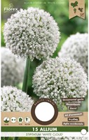 Allium White Cloud - Aglio ornamentale-2