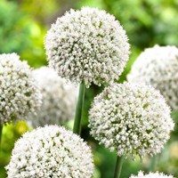Allium White Cloud - Aglio ornamentale