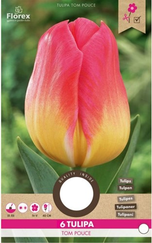 Tulipano Tom Pouce – Tulipa
