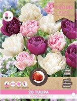Tulipano Victoria mix - Tulipa
