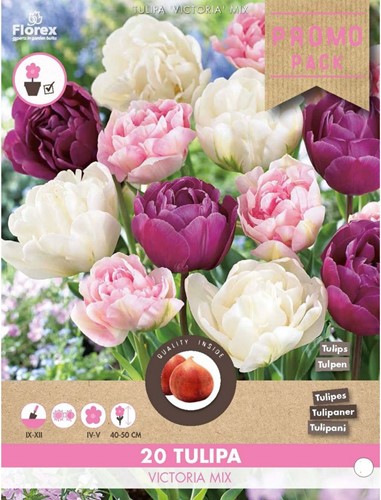 Tulipano Victoria mix - Tulipa