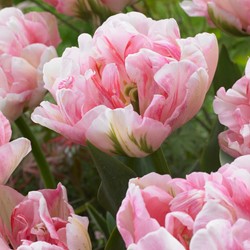 Tulipani Finola - Tulipa