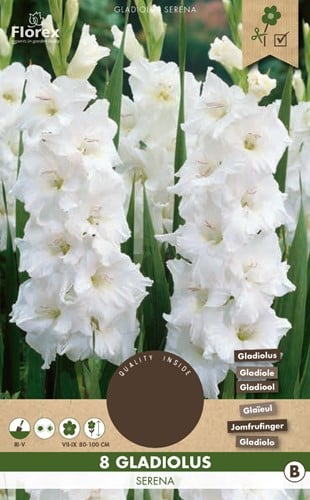 Gladiolus Serena - Gladiolo Bianco