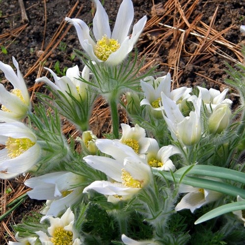 Anemone Pulsatilla 'Alba' (Pulsatilla Vulgaris Alba)