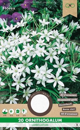 Ornithogalum Magnum