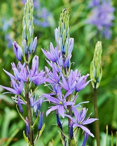 Camassia Leichtlinii - Giacinto indiano