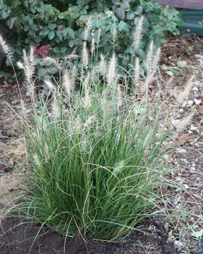 Pennisetum Alopecuroides Little Bunny