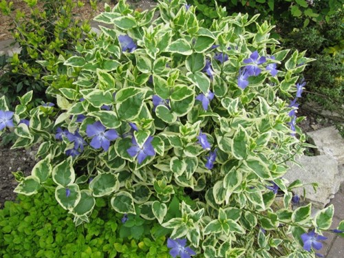 Vinca Major Variegata