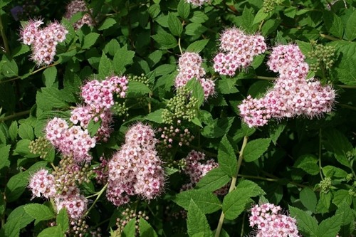 Spiraea Japonica Little Princess - Japanese Spiraea