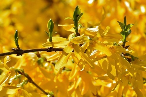Forsizia di Zabel ‘Spectabilis’ (Forsythia Intermedia)
