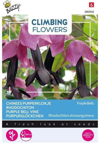 Selezione semi Piante Rampicanti Rhodochiton atrosanguineus 'Purple Bells'
