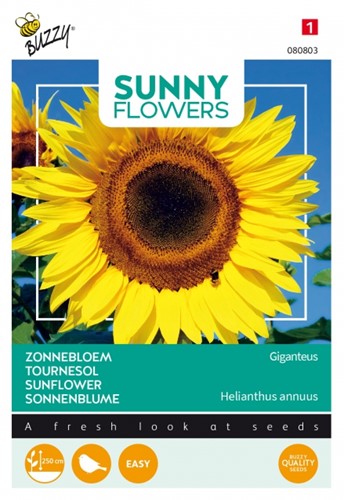 Girasole 'Gigant' (Helianthus annuus)