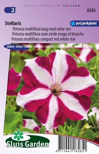 Petunia Multiflora Stellaris - Petunia Nana Compacta