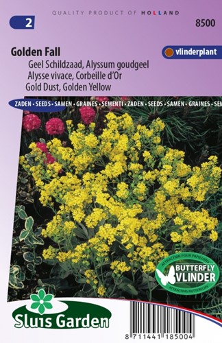 Alyssum Golden Fall - Alisso