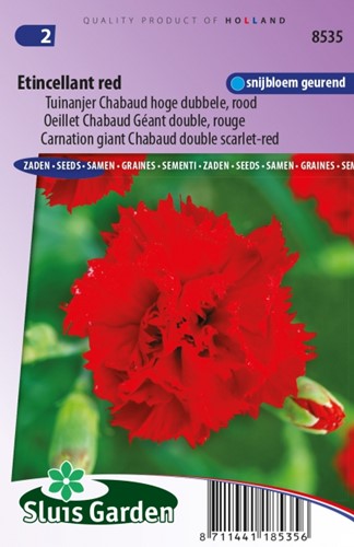 Garofano Etincellant Red – Dianthus Chabaud
