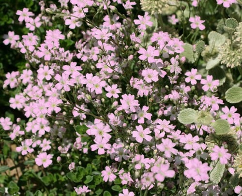 Velo di sposa Rosea - Gypsophila Repens