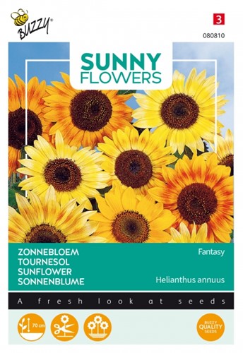 Girasole 'Music Box' (Helianthus annuus)