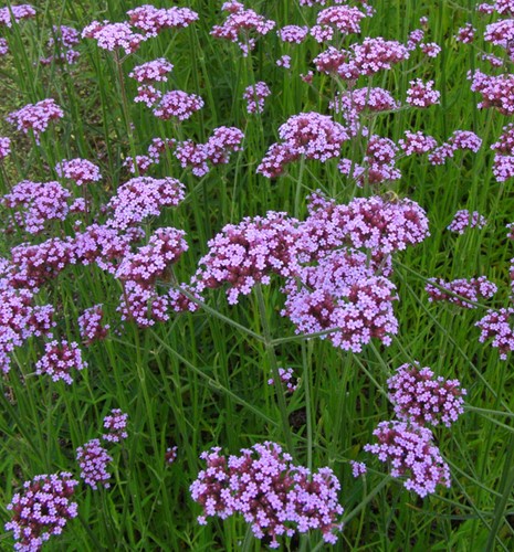 Verbena (Verbena bonariensis) (Confezione da 6)