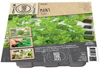 Kit coltivazione fai da te – Menta in germinatoio