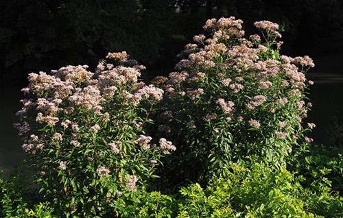 Eupatorium rugosum Chocolate