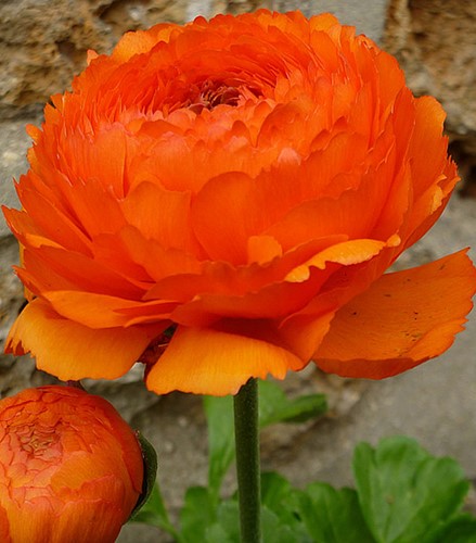 Ranuncolo doppio 'Arancione' (Ranunculus Asiaticus) - 10 Bulbi