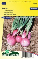 Cipolla Rossa Apache - Allium cepa