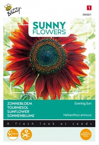 Girasole 'Evening Sun' (Helianthus annuus)