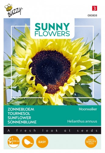 Girasole 'Moonwalker' (Helianthus annuus)