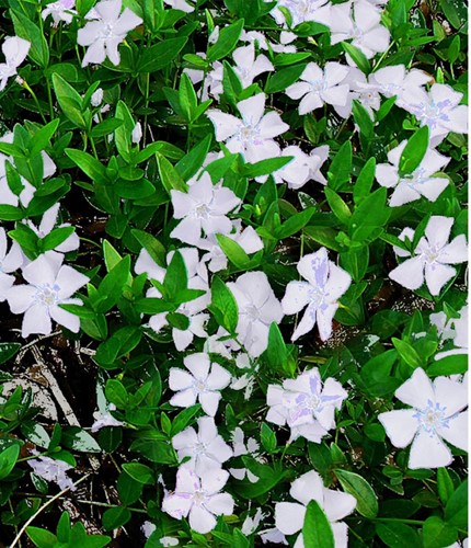 Pervinca Minore 'Gertrude Jekyll' (Vinca Minor Alba)