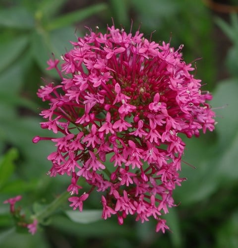 Centranthus ruber Coccineus  - Valeriana rossa