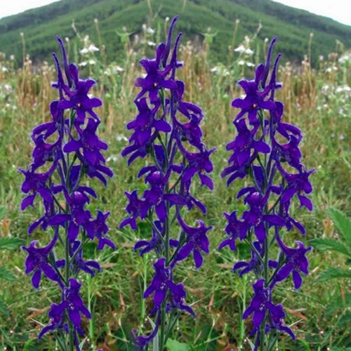 Speronella 'Black Knight' - Delphinium (Confezione da 6)