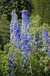 Speronella Blue Bird - Delphinium (P)