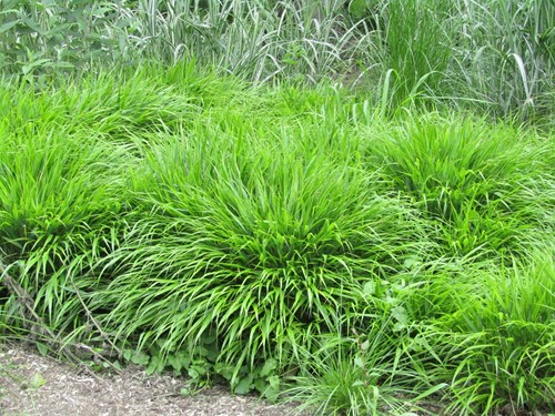 Hakonechloa macra – Erba ornamentale Giapponese