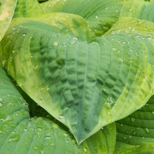 Hosta Frances Williams
