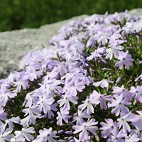 Flox strisciante Emerald Cushion Blue - Phlox subulata (Confezione da 6)