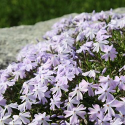 Kruipende Vlambloem Emerald Cushion Blue - Phlox (Driepack)