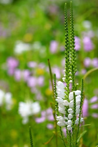 Physostegia virginiana Alba