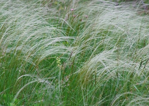 Stipa tenuissima Ponytails – Erba spagnola, cappelli d’angelo