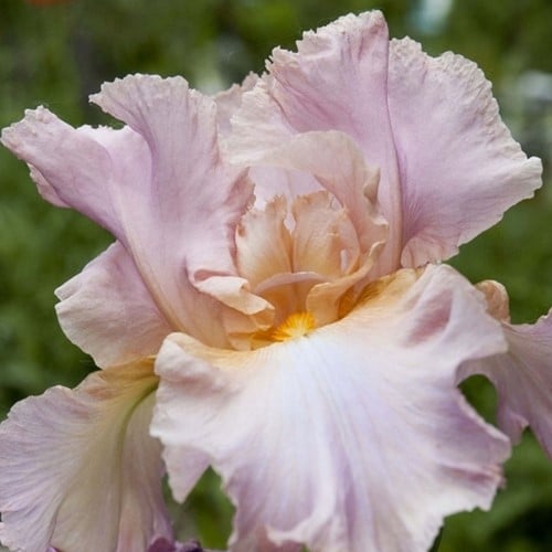Iris germanica Constant Wattez - Giaggiolo maggiore