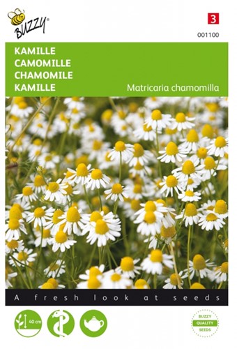 Chamomile (Mayweed) - Buzzy (Matricaria chamomilla)