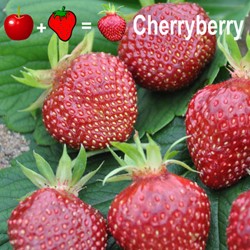 2x piante di Fragola Cherryberry - Fragaria