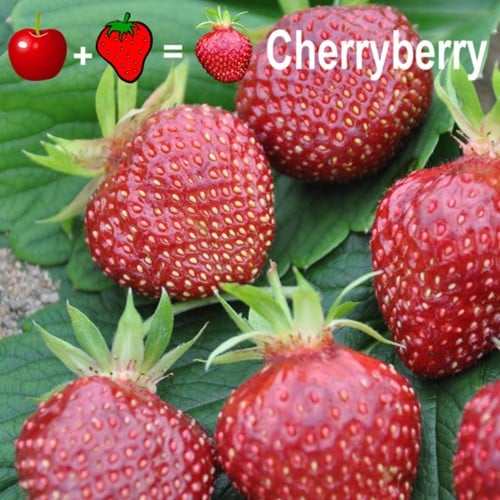 2x piante di Fragola Cherryberry - Fragaria