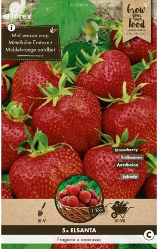 Fragola Elsanta - Fragaria