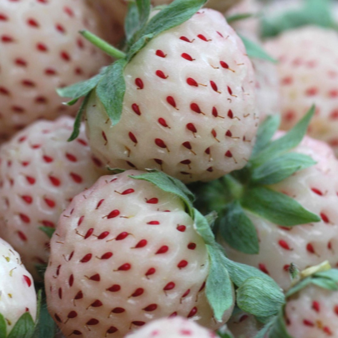 Saterkali Witte Aardbeienzaden – 100 Stuks, Zoete En Sappige Witte Aardbei, Gemakkelijk Te Kweken – Ideaal Voor Tuin, Balkon Of Kas