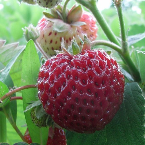 Fragola Framberry - Fragaria