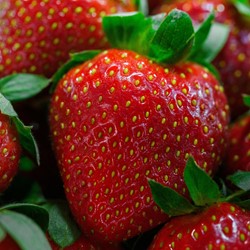 Fragola Maxim - Fragaria