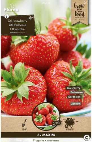 Fragola Maxim - Fragaria