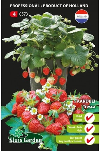 Fragola Tresca - Fragaria ananassa