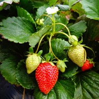 Fertilizzante biologico per fragole 750 grammi - Viano-2